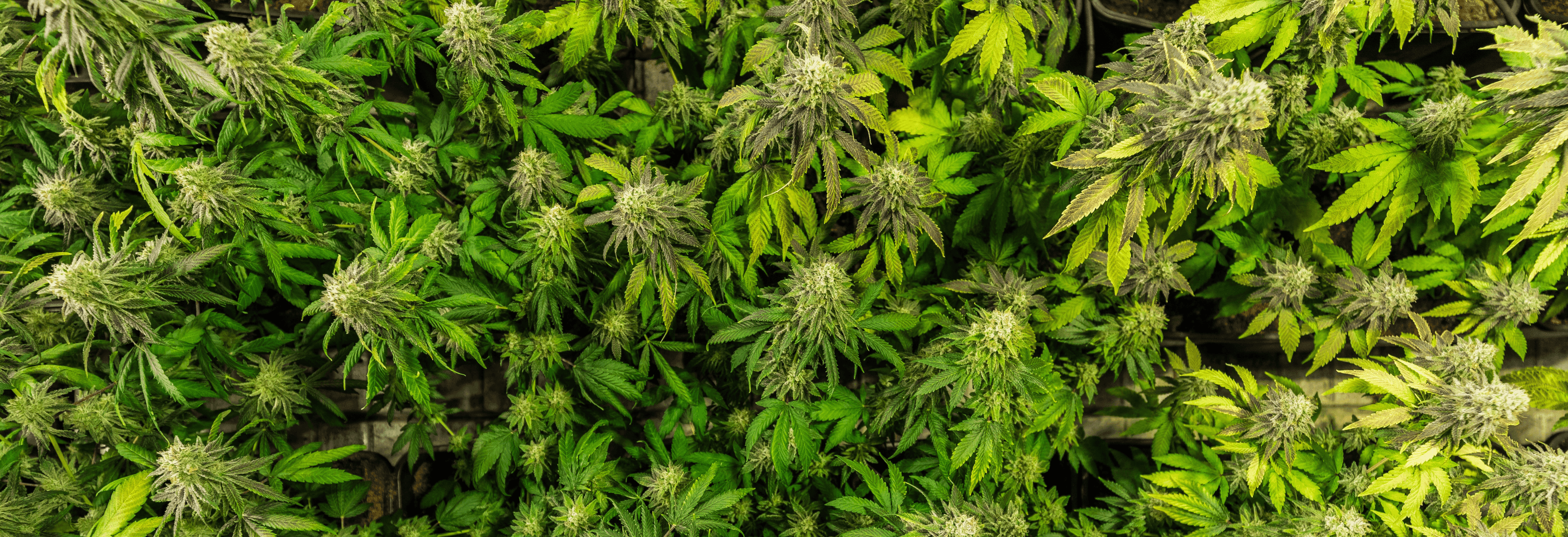 Top View Cannabis Feld